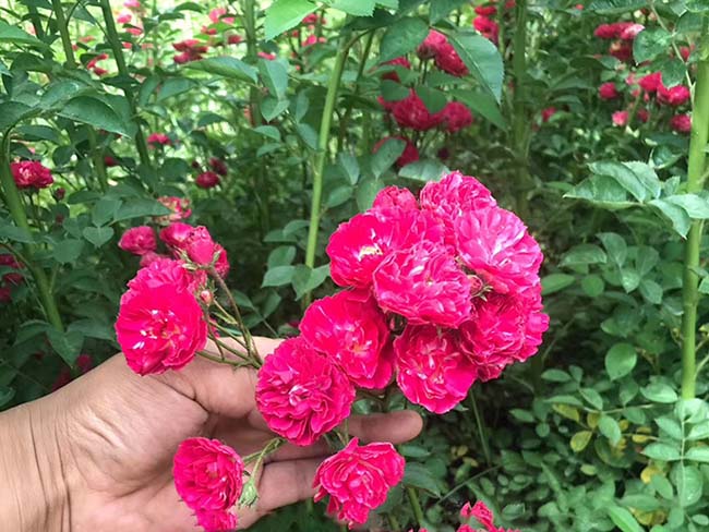 <a href='http://fscangbo.com/linmuzhongzi/1702.html' target='_blank'>薔薇</a>花