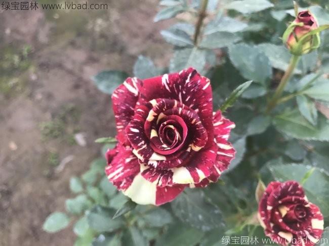 歐月<a href='http://fscangbo.com/linmuzhongzi/1700.html' target='_blank'>月季花</a>苗