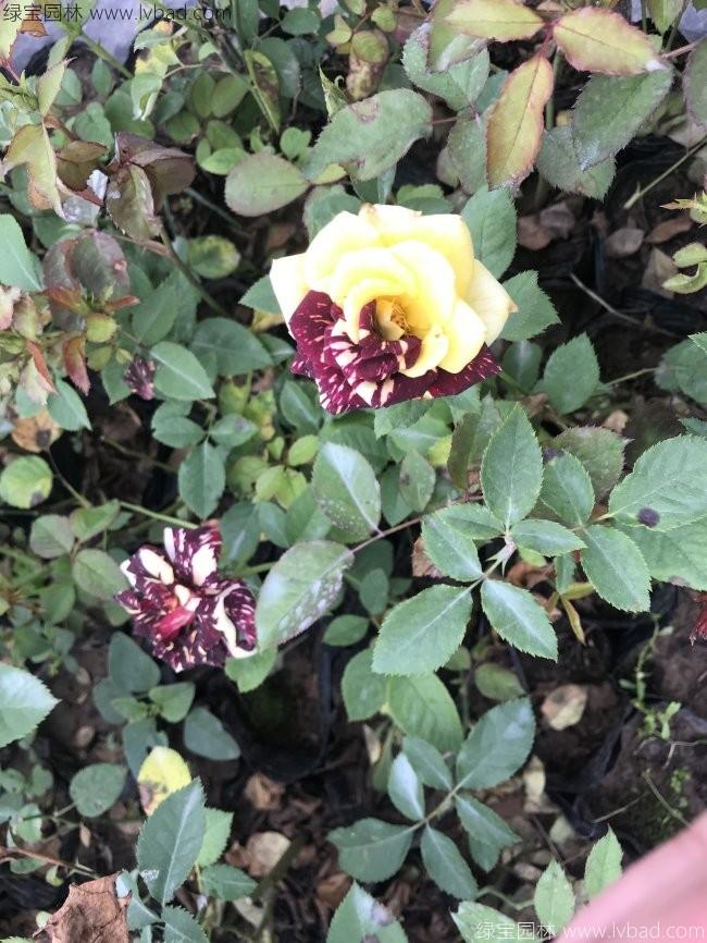 歐月<a href='http://fscangbo.com/tengbenpanyuanzhiwu/3570.html' target='_blank'>月季</a>花苗