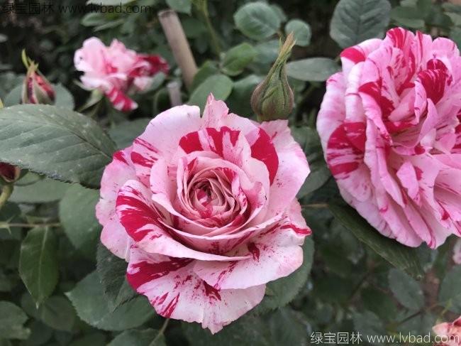 歐月<a href='http://fscangbo.com/tengbenpanyuanzhiwu/3570.html' target='_blank'>月季</a>花苗