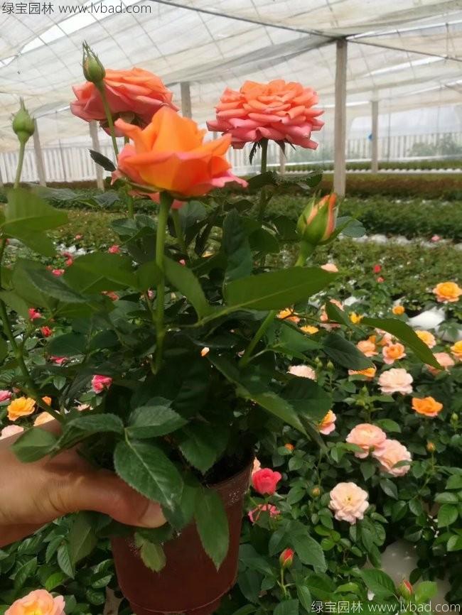 歐月<a href='http://fscangbo.com/tengbenpanyuanzhiwu/3570.html' target='_blank'>月季</a>花苗