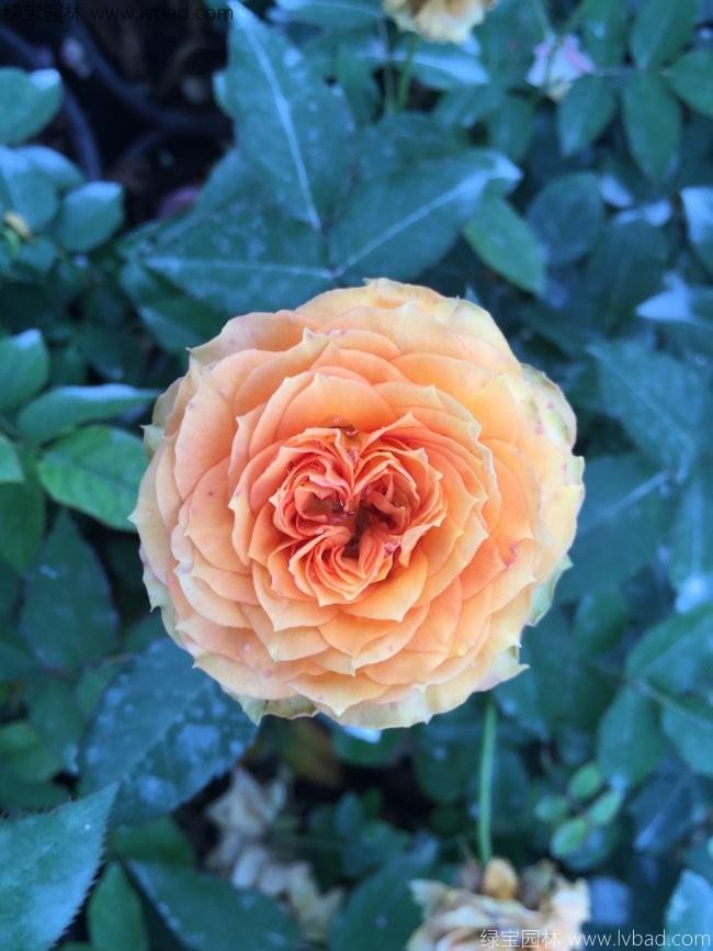 歐月<a href='http://fscangbo.com/linmuzhongzi/1700.html' target='_blank'>月季花</a>苗