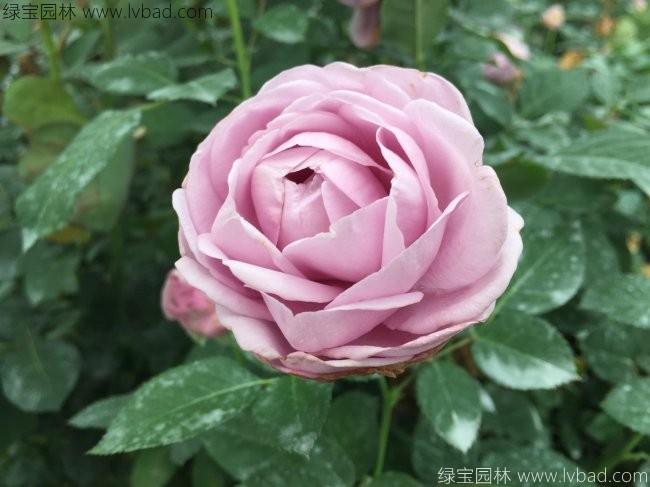 <a href='http://fscangbo.com/linmuzhongzi/1700.html' target='_blank'>月季花</a>