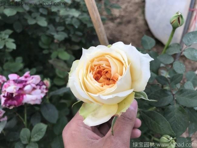 <a href='http://fscangbo.com/tengbenpanyuanzhiwu/3570.html' target='_blank'>月季</a>花