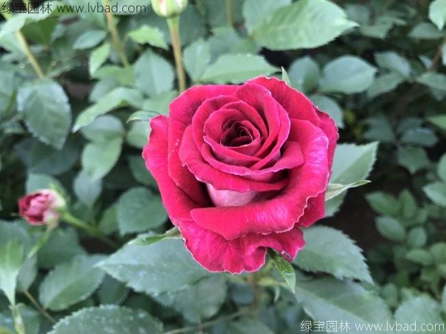 <a href='http://fscangbo.com/tengbenpanyuanzhiwu/3570.html' target='_blank'>月季</a>花