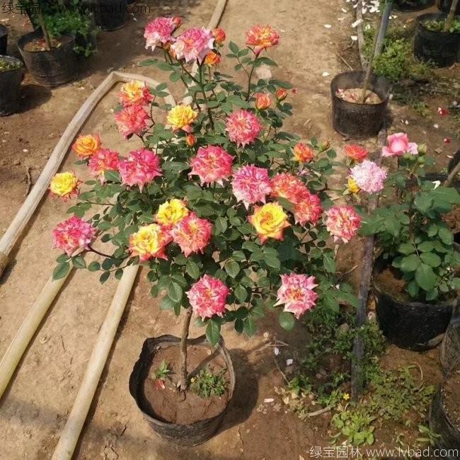 <a href='http://fscangbo.com/tengbenpanyuanzhiwu/3570.html' target='_blank'>月季</a>樹