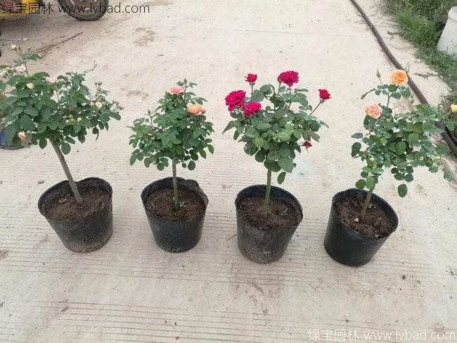 <a href='http://fscangbo.com/tengbenpanyuanzhiwu/7437.html' target='_blank'>月季樹</a>