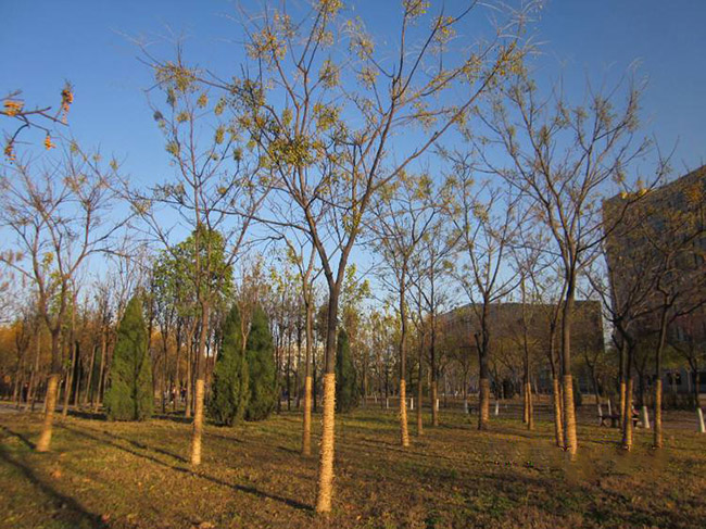 <a href='http://fscangbo.com/xingdaoshu/3368.html' target='_blank'>苦楝樹(shù)</a>