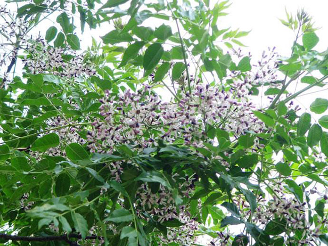 <a href='http://fscangbo.com/linmuzhongzi/1725.html' target='_blank'>苦楝</a>樹(shù)