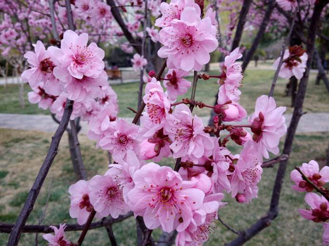 <a href='http://fscangbo.com/dibeiguanmu/3580.html' target='_blank'>美人梅</a>