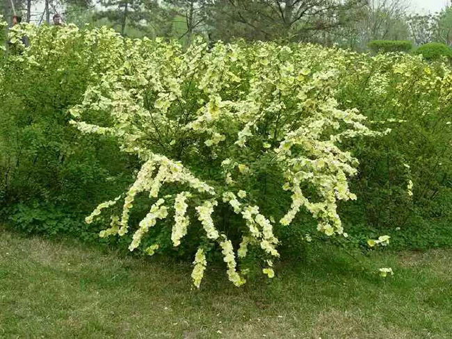 <a href='http://fscangbo.com/dibeiguanmu/3574.html' target='_blank'>黃刺梅</a>球