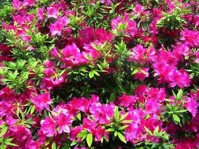 <a href='http://fscangbo.com/dibeiguanmu/3572.html' target='_blank'>杜鵑花</a>苗