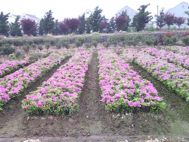 杜鵑花苗