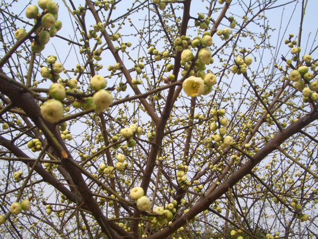 <a href='http://fscangbo.com/xiaoqiaomu/3562.html' target='_blank'>綠梅</a>花<a href='http://fscangbo.com/xiaoqiaomu/3562.html' target='_blank'>綠梅</a>樹(shù)苗