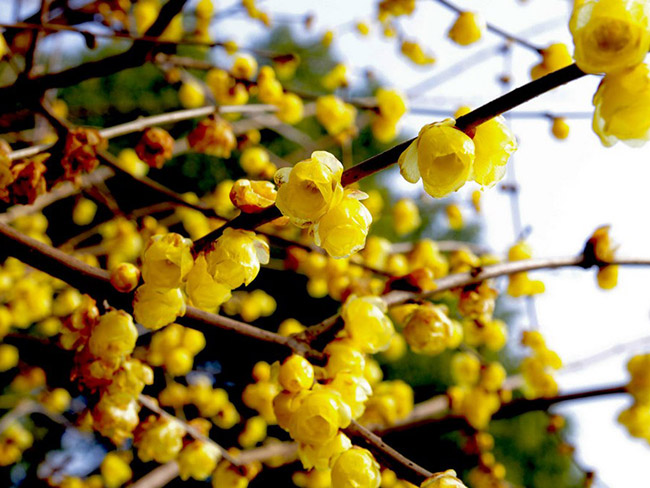 <a href='http://fscangbo.com/linmuzhongzi/1790.html' target='_blank'>臘梅</a>樹(shù)苗木