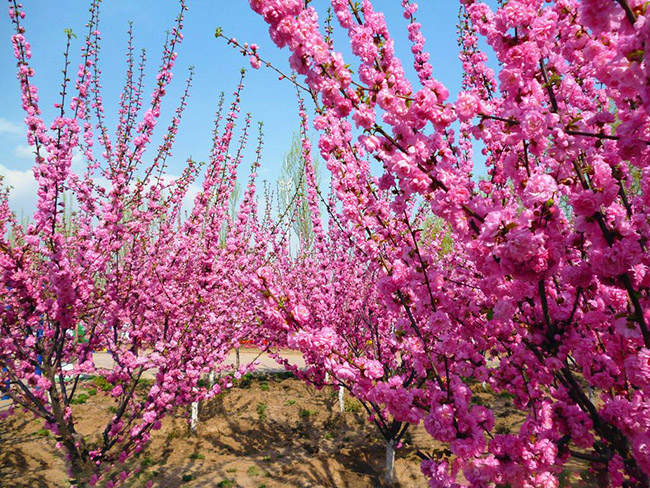 <a href='http://fscangbo.com/linmuzhongzi/1715.html' target='_blank'>榆葉梅</a>