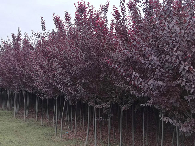 紫葉李