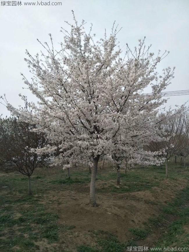 <a href='http://fscangbo.com/xiaoqiaomu/3536.html' target='_blank'>日本櫻花</a>