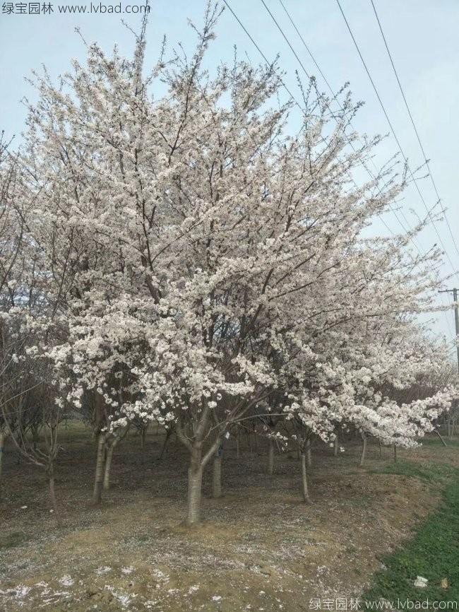 日本<a href='http://fscangbo.com/linmuzhongzi/1777.html' target='_blank'>櫻花</a>