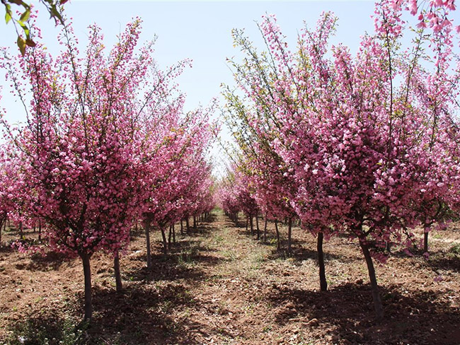 垂絲<a href='http://fscangbo.com/linmuzhongzi/1766.html' target='_blank'>海棠</a>