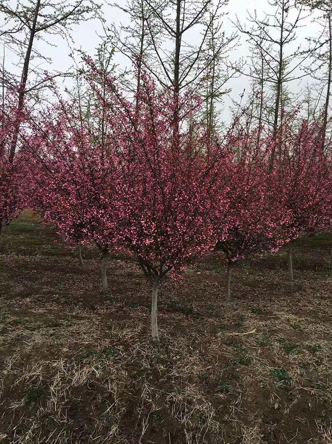 垂絲<a href='http://fscangbo.com/linmuzhongzi/1766.html' target='_blank'>海棠</a>