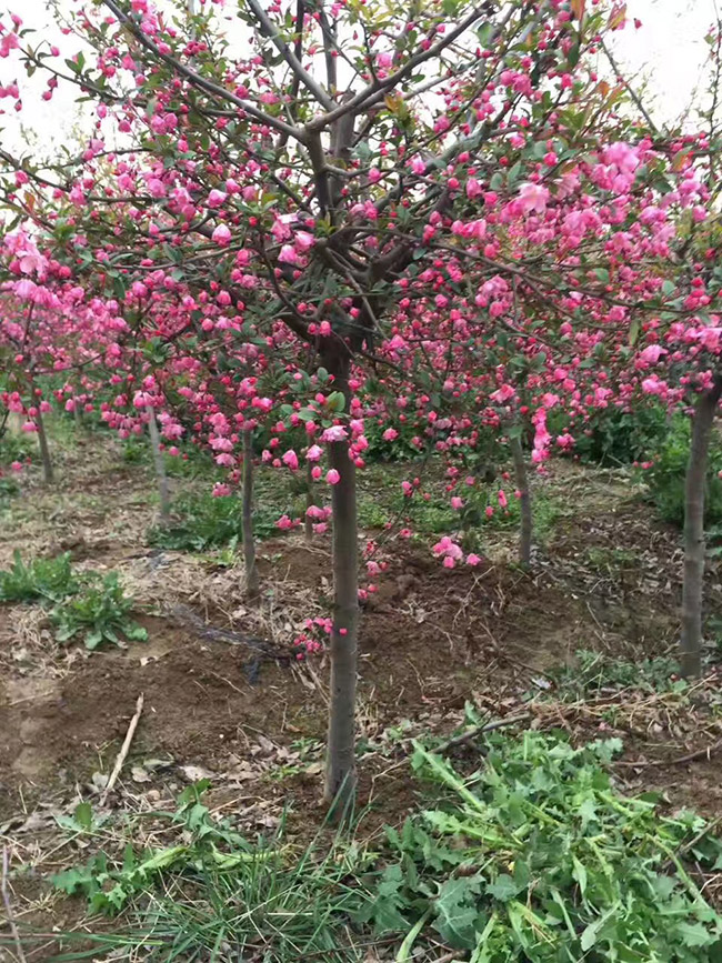 <a href='http://fscangbo.com/linmuzhongzi/1754.html' target='_blank'>垂絲海棠</a>