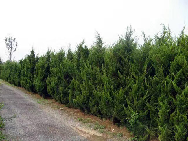 <a href='http://fscangbo.com/songbailei/3479.html' target='_blank'>龍柏</a>