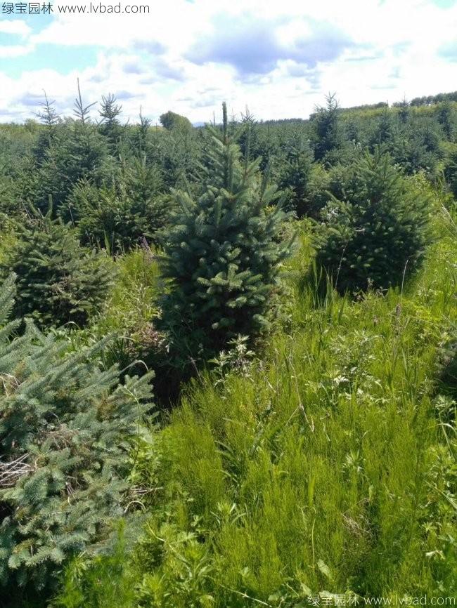云杉