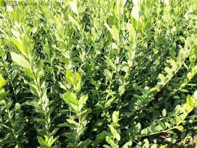 衛(wèi)矛苗衛(wèi)矛小苗