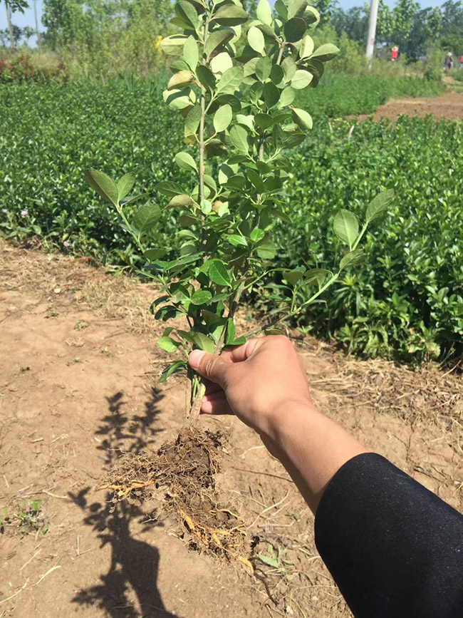 衛(wèi)矛苗衛(wèi)矛小苗