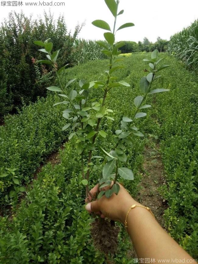 衛(wèi)矛苗衛(wèi)矛小苗