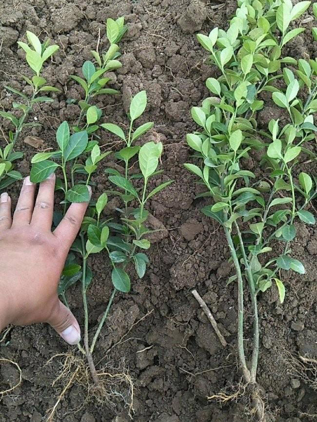 衛(wèi)矛苗衛(wèi)矛小苗