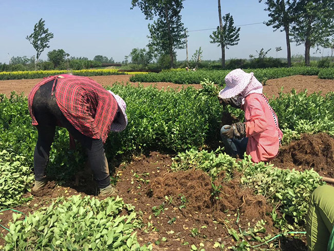 衛(wèi)矛苗衛(wèi)矛小苗