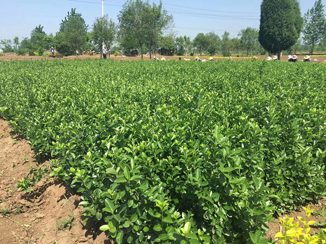 衛(wèi)矛苗衛(wèi)矛小苗