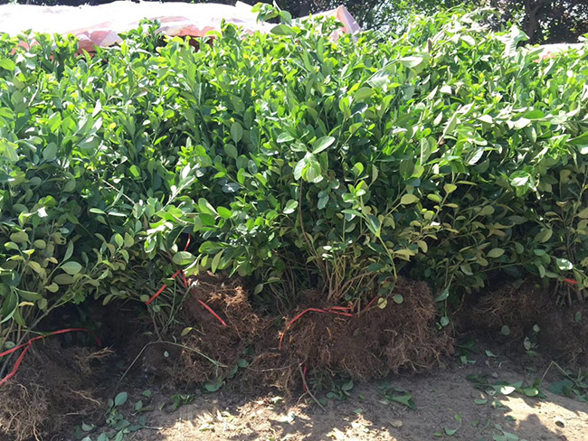 衛(wèi)矛苗衛(wèi)矛小苗