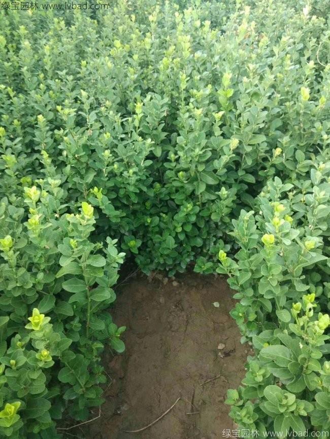 衛(wèi)矛苗衛(wèi)矛小苗