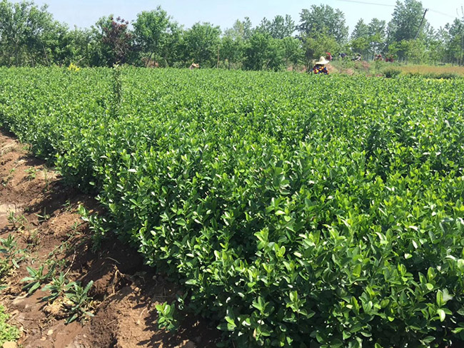 衛(wèi)矛苗衛(wèi)矛小苗