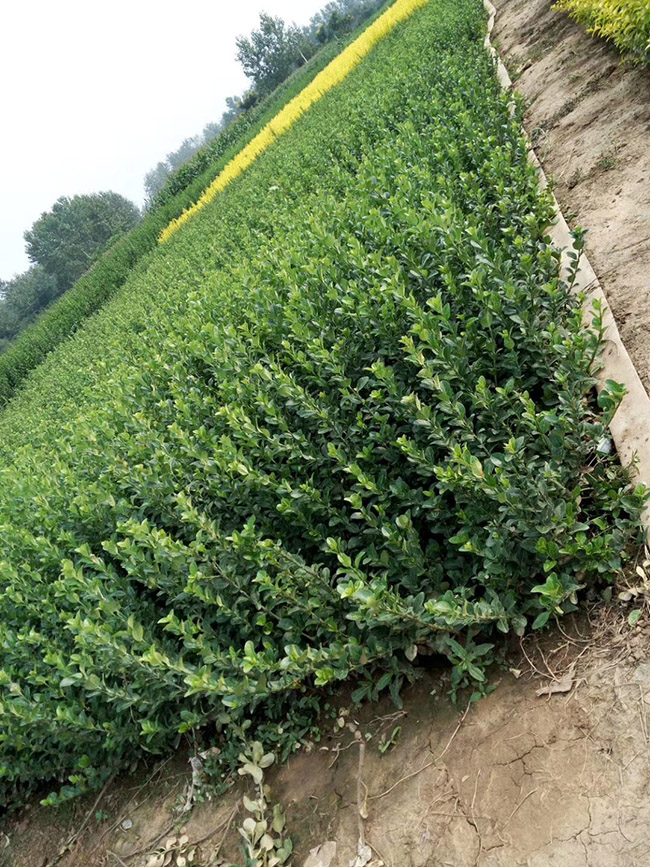 衛(wèi)矛苗衛(wèi)矛小苗