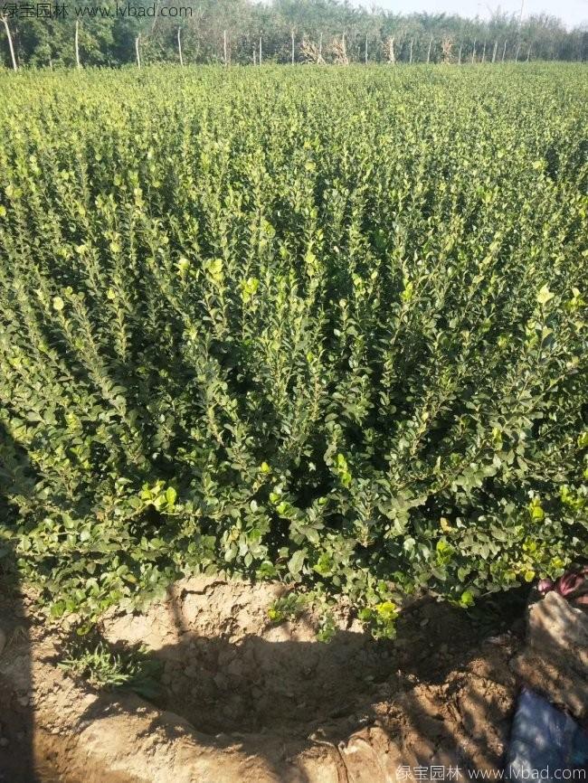 衛(wèi)矛苗衛(wèi)矛小苗