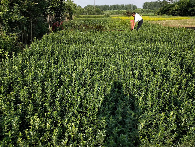 衛(wèi)矛苗衛(wèi)矛小苗