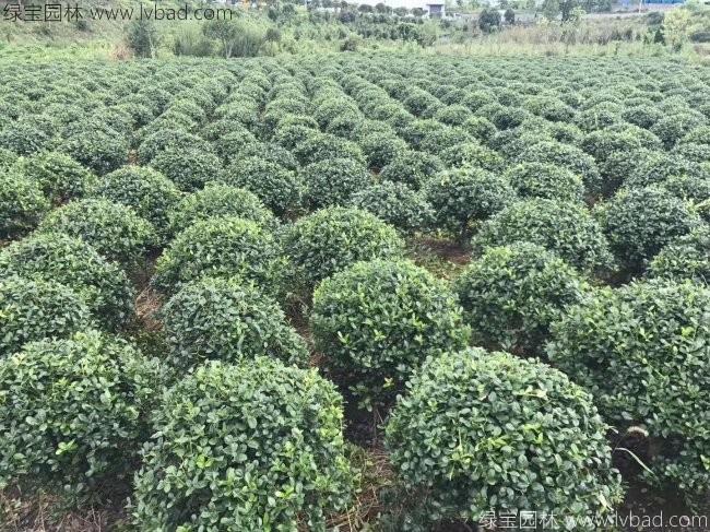 <a href='http://fscangbo.com/linmuzhongzi/1797.html' target='_blank'>枸骨</a>球