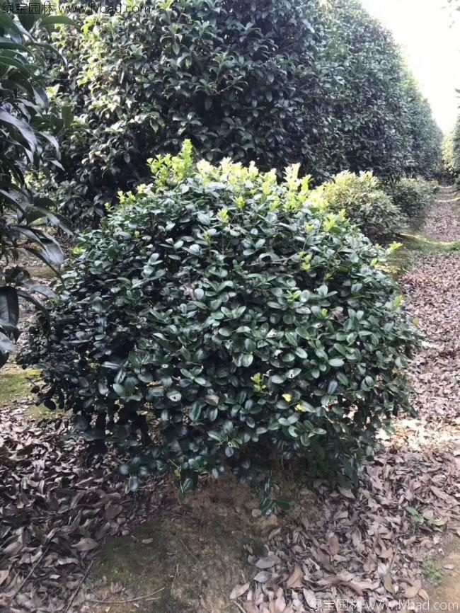 <a href='http://fscangbo.com/qiuleizhiwu/3517.html' target='_blank'>枸骨球</a>