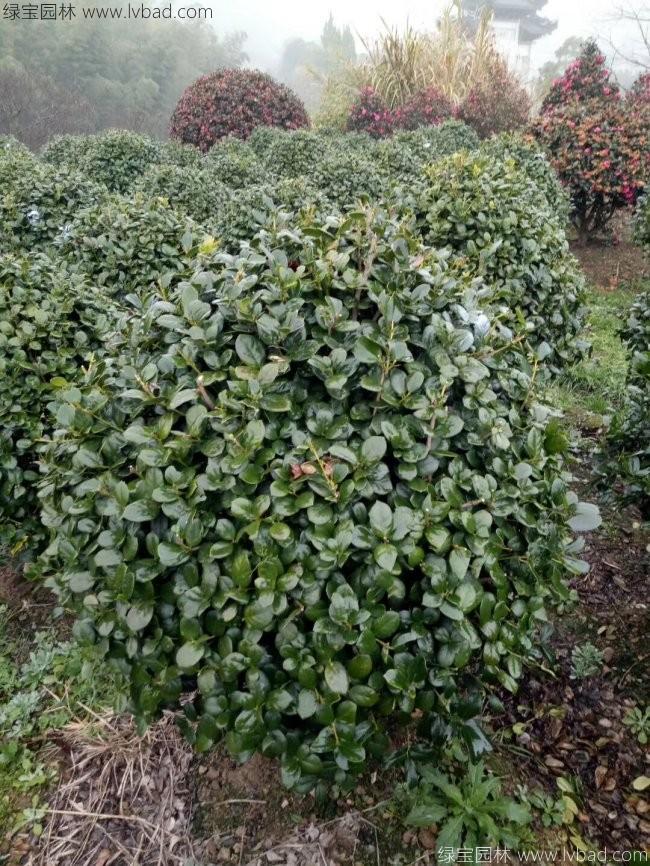 <a href='http://fscangbo.com/linmuzhongzi/1797.html' target='_blank'>枸骨</a>球