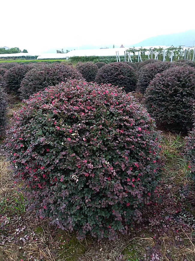 <a href='http://fscangbo.com/dibeiguanmu/9770.html' target='_blank'>紅花繼木</a>球