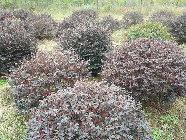 <a href='http://fscangbo.com/yaocaizhongzi/2335.html' target='_blank'>紅花</a>繼木球