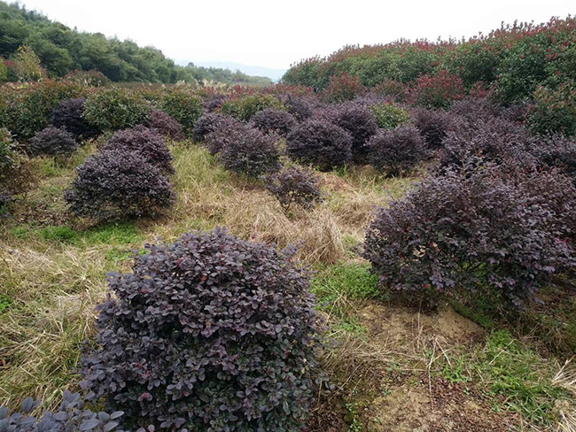 <a href='http://fscangbo.com/qiuleizhiwu/3507.html' target='_blank'>紅花繼木球</a>