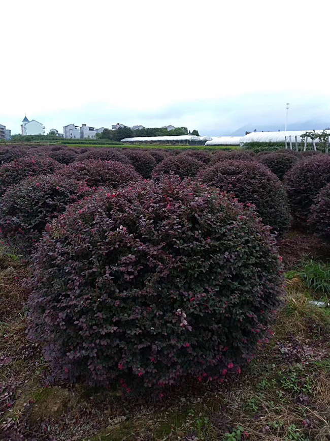 <a href='http://fscangbo.com/yaocaizhongzi/2335.html' target='_blank'>紅花</a>繼木球