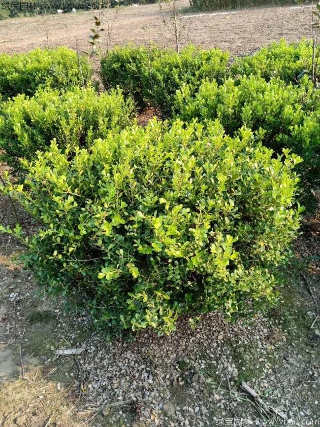 <a href='http://fscangbo.com/linmuzhongzi/2215.html' target='_blank'>瓜子黃楊</a>球