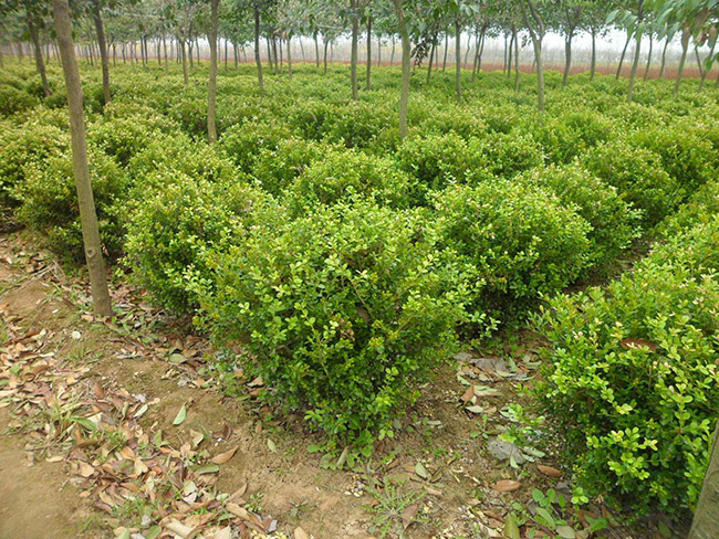 <a href='http://fscangbo.com/linmuzhongzi/1764.html' target='_blank'>小葉黃楊</a>球