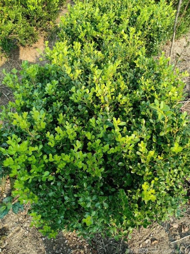 <a href='http://fscangbo.com/linmuzhongzi/1764.html' target='_blank'>小葉黃楊</a>球